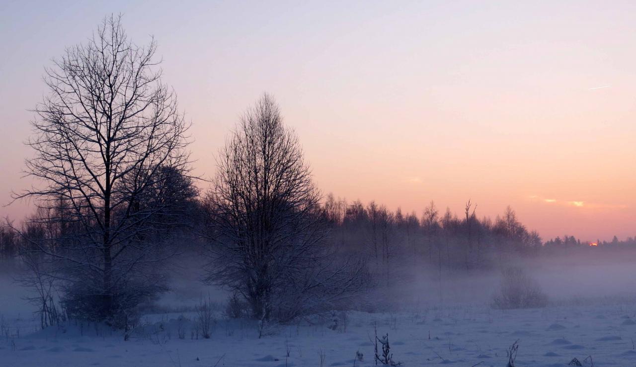 Bialowieza en hiver