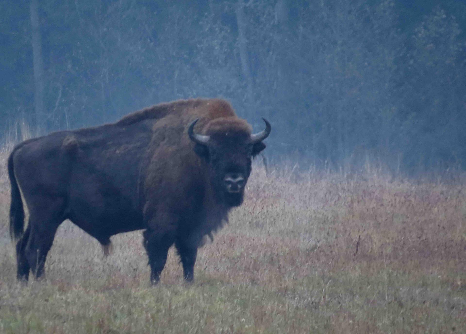 Bialowieza - Le bison et le loup