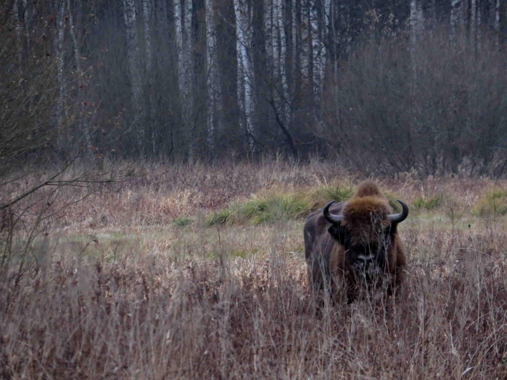 Bialowieza - Le bison et le loup