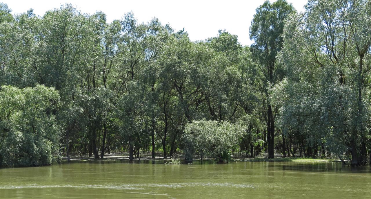 Le Delta du Danube