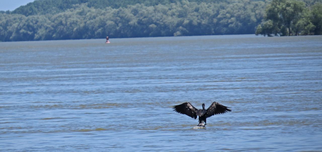 Le Delta du Danube