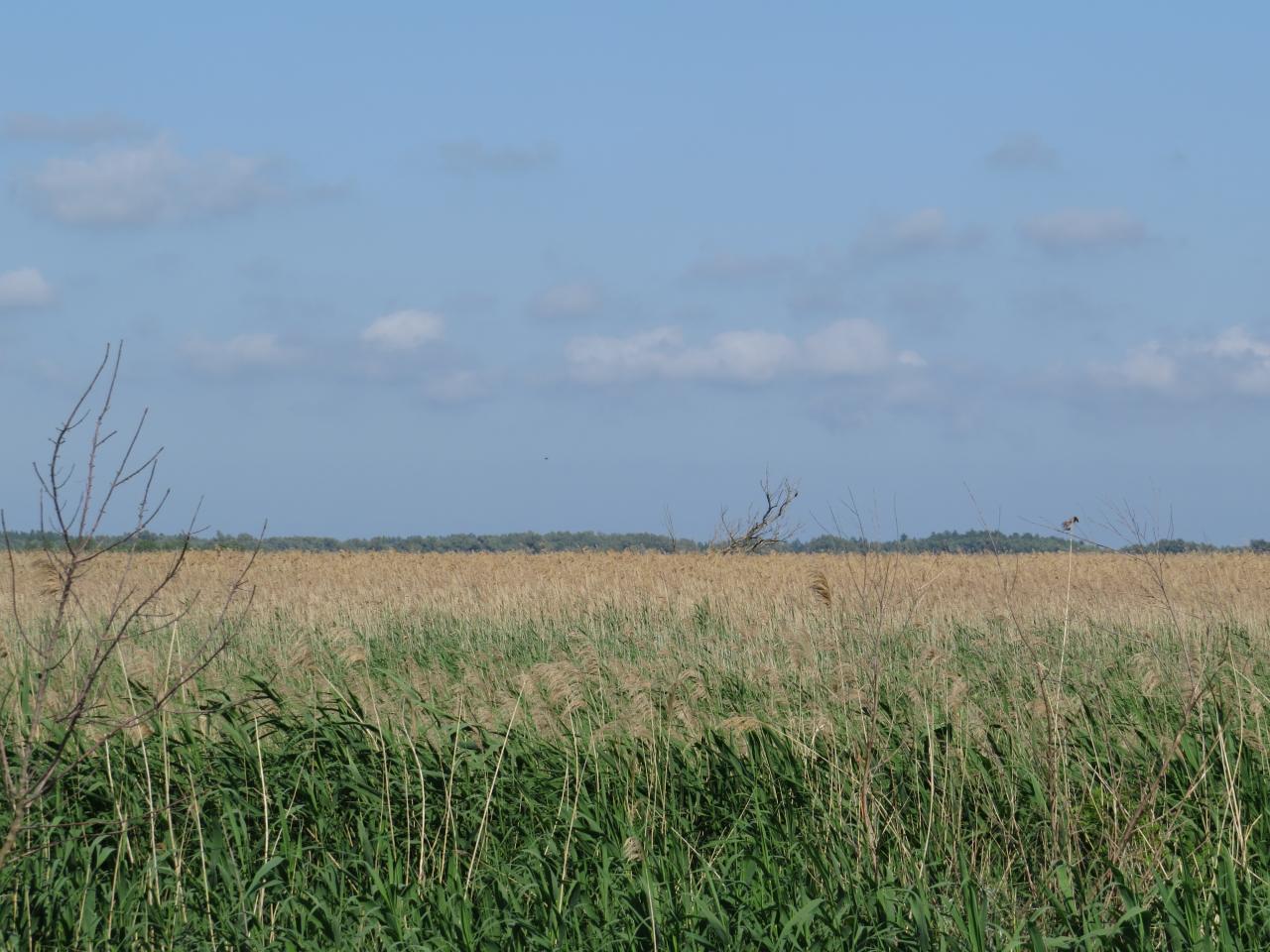 Le Delta du Danube