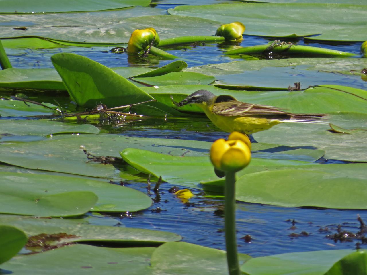 Le Delta du Danube