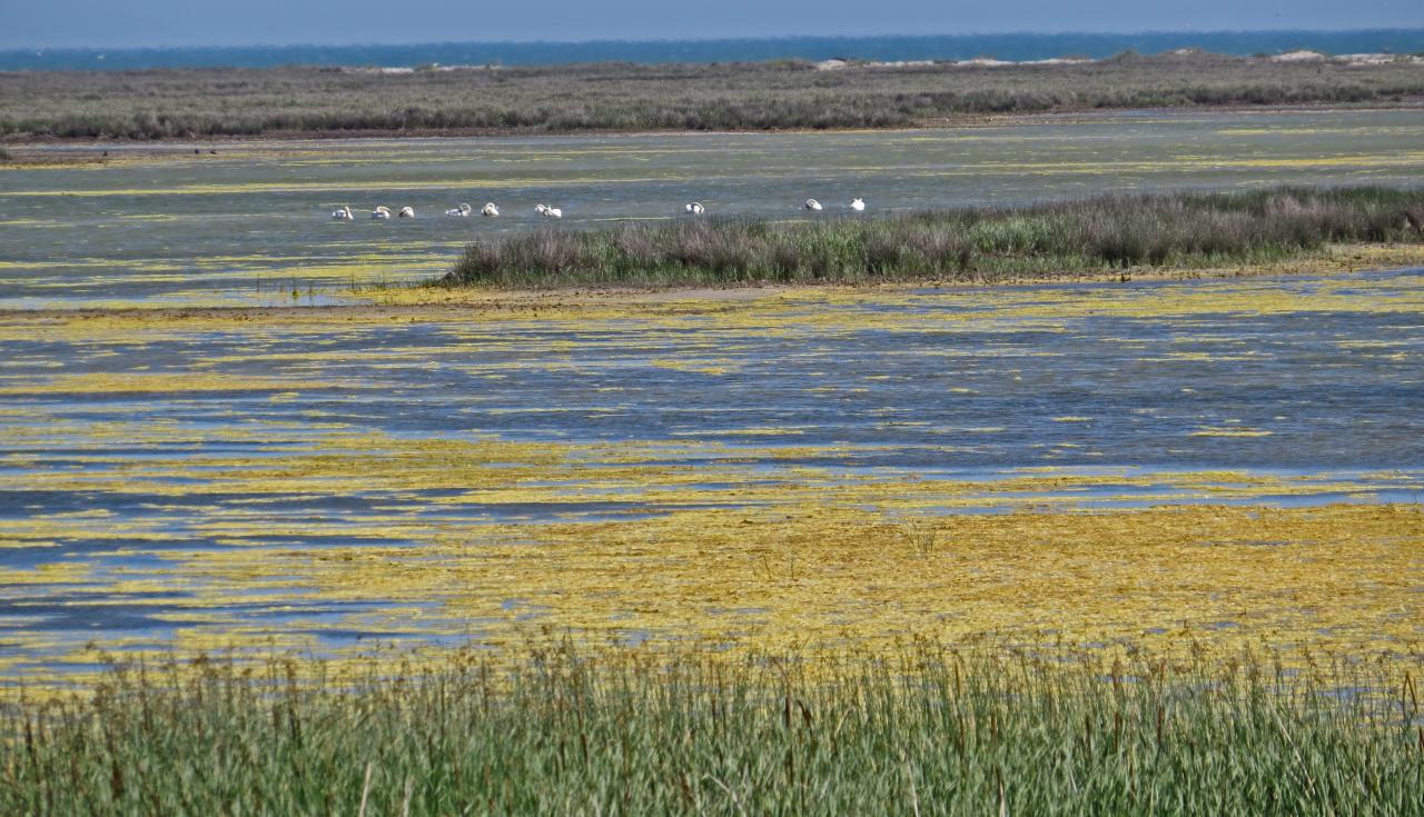 Le Delta du Danube