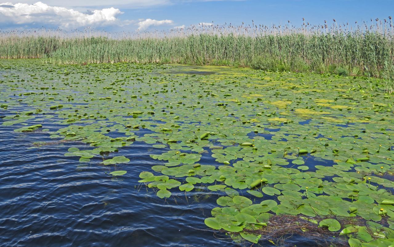 Le Delta du Danube