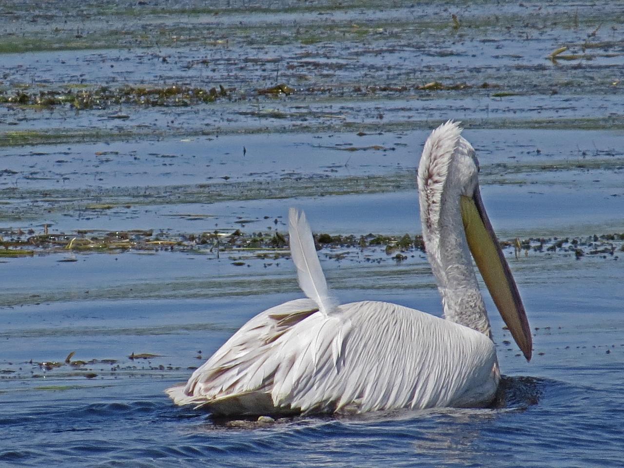 Le Delta du Danube