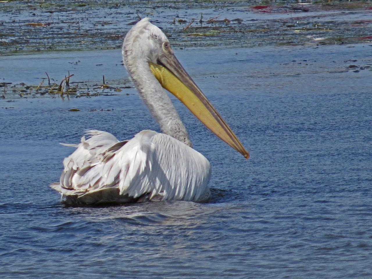 Le Delta du Danube