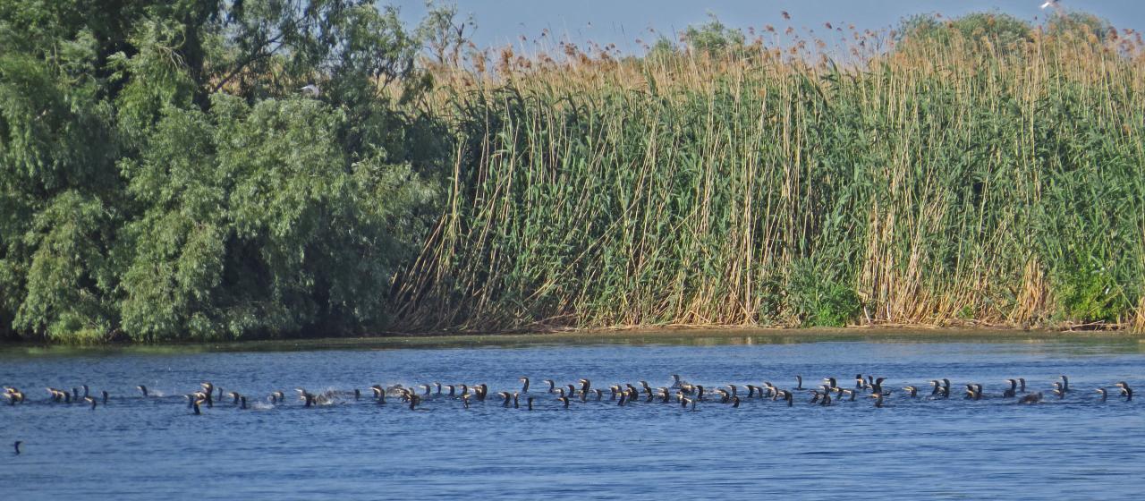 Le Delta du Danube