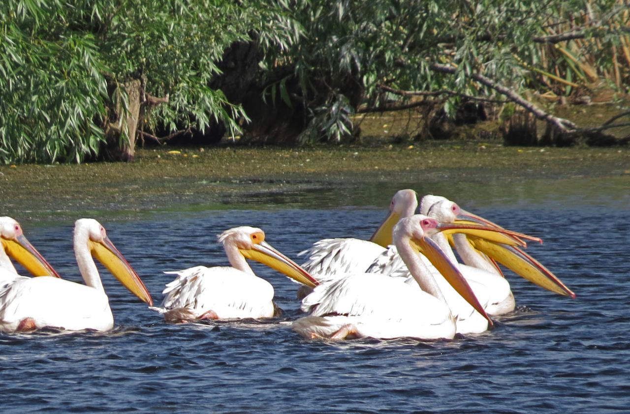 Le Delta du Danube