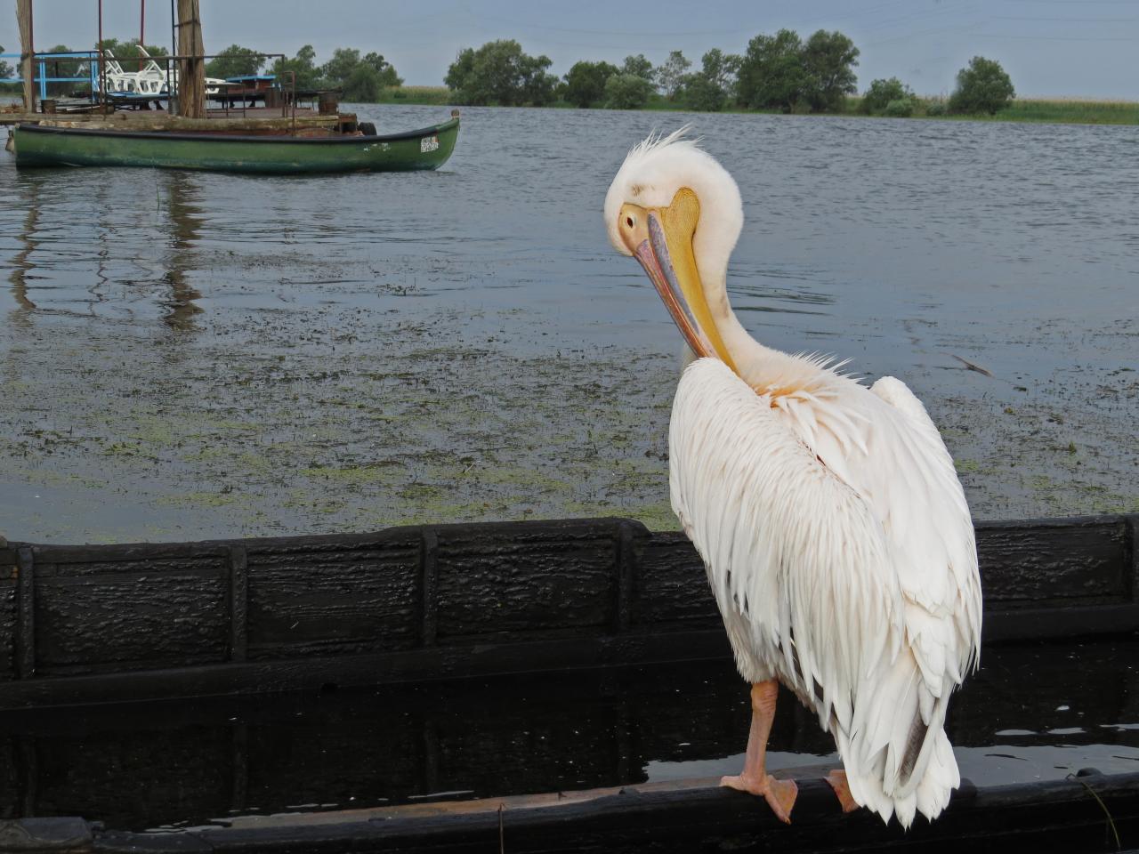 Le Delta du Danube
