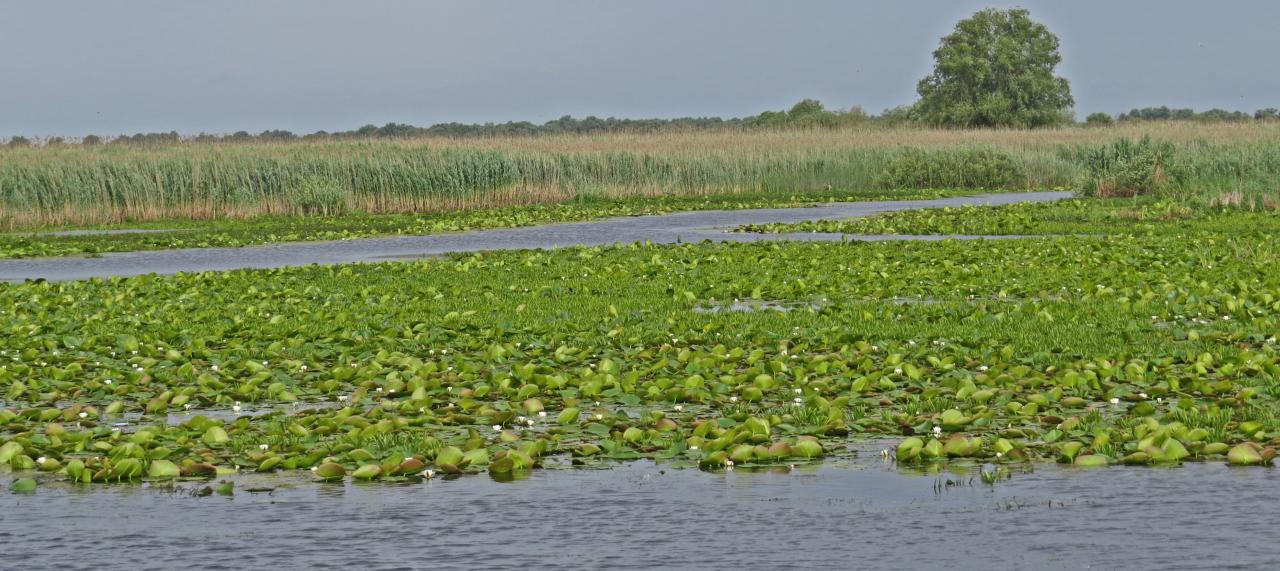 Le Delta du Danube