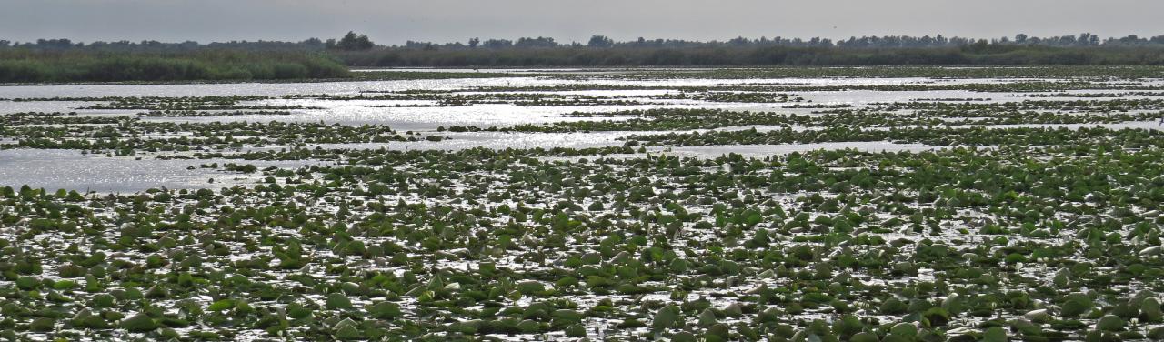 Le Delta du Danube
