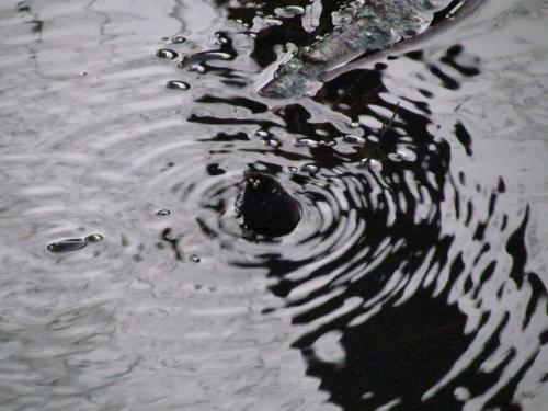img-9009.jpg