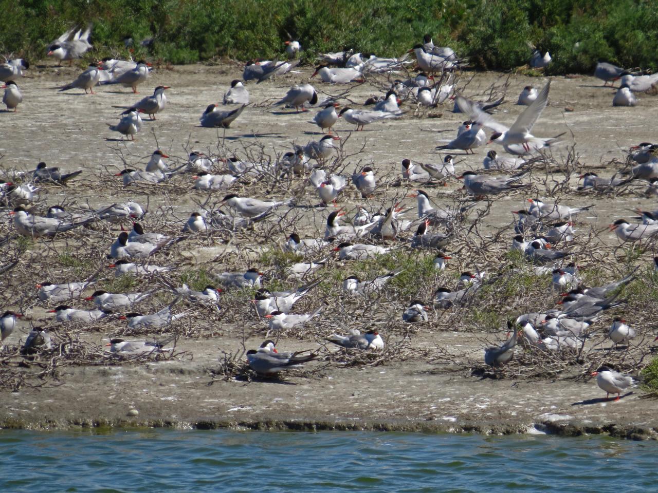 Le Delta du Danube