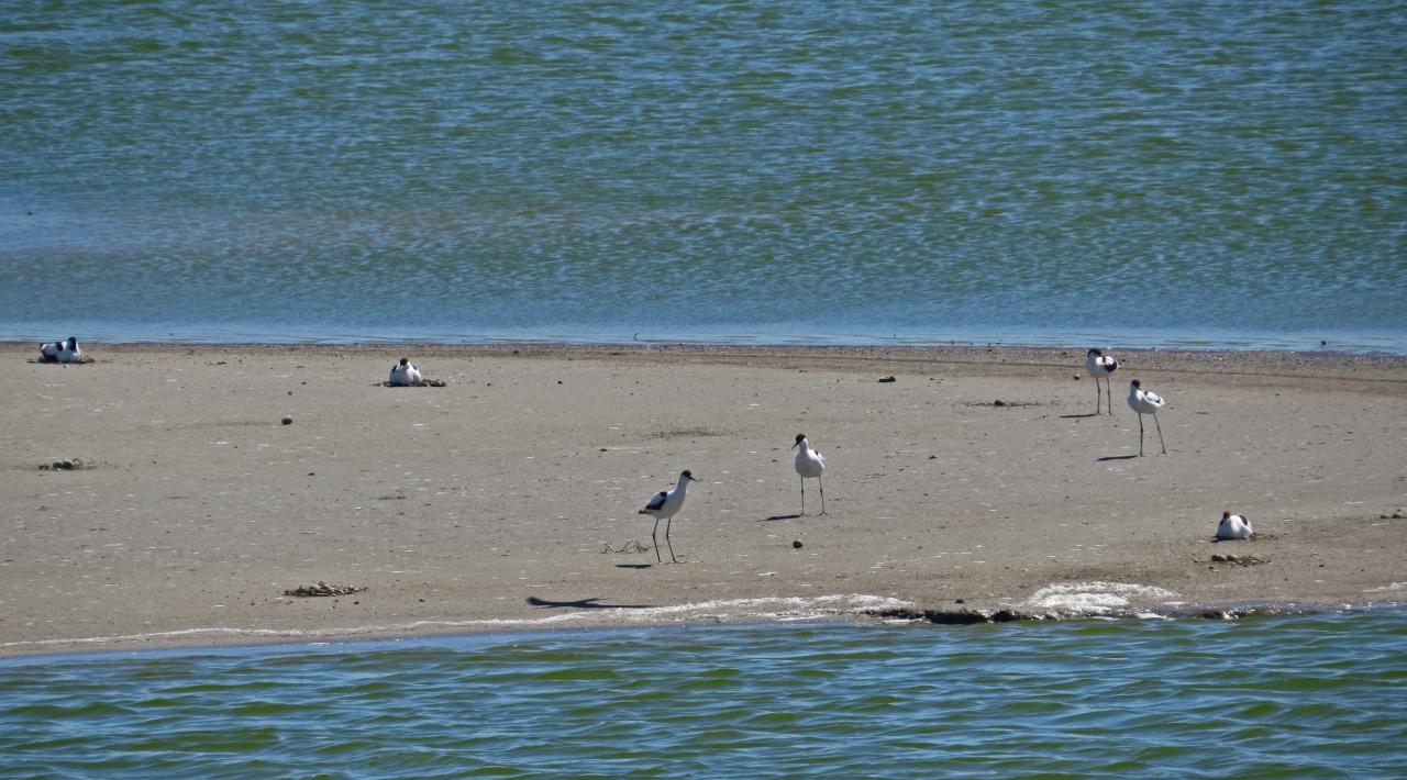 Le Delta du Danube