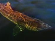 Requin pèlerin VOYAGE ECOSSE LOUTRE