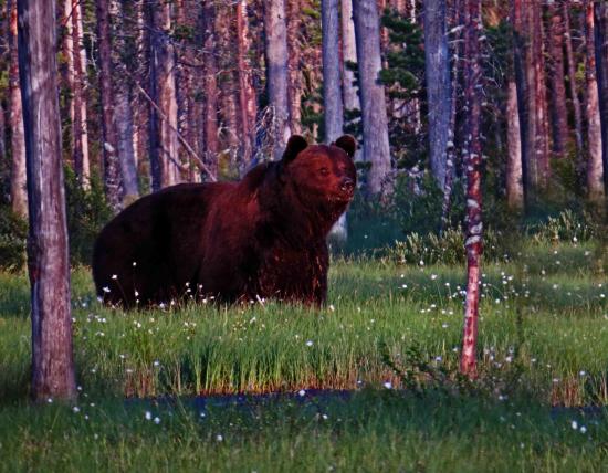 Ours dans le no man s land finlandais russe