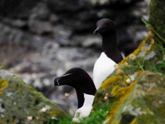 Pingouin torda et guillemot de troil ecosse