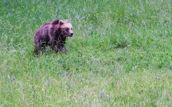 Subadulde de deux à trois ans - ours brun (Ursus arctos) 