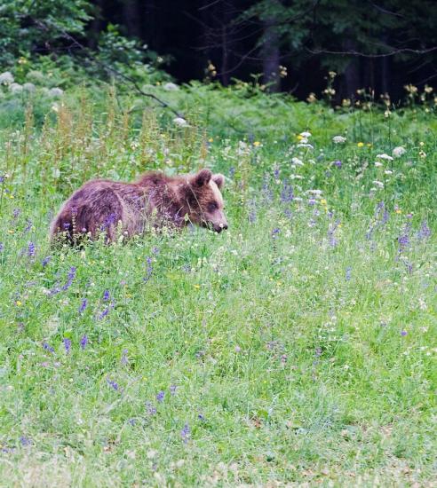 Subadulde de deux à trois ans - ours brun (Ursus arctos) 