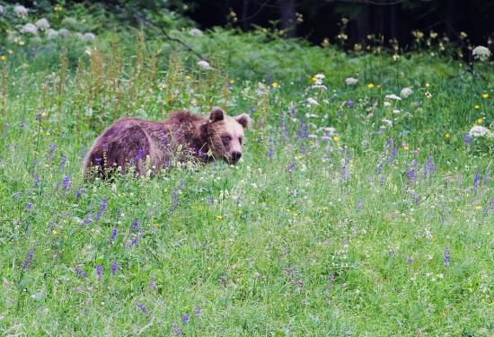 Subadulde de deux à trois ans - ours brun (Ursus arctos) 