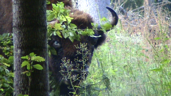 Bisons (Bison bonasus) Forêt de Bailowieza