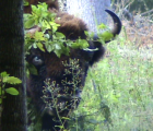Bisons (Bison bonasus) Forêt de Bailowieza