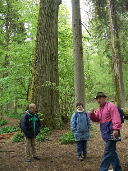 Visite de la forêt primaire