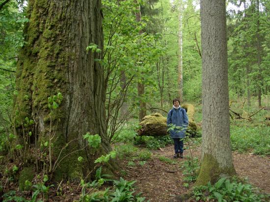 Forêt primaire