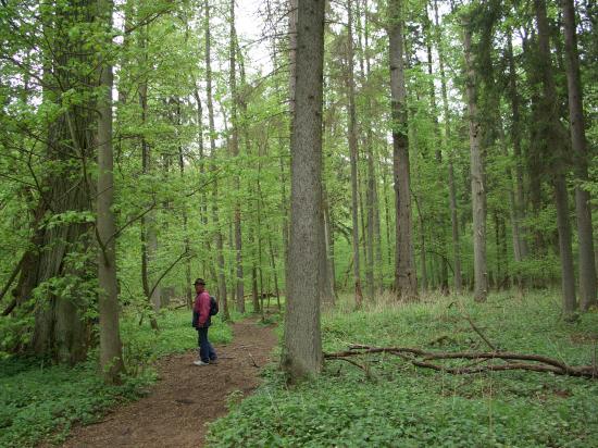 La forêt primaire et ces géants