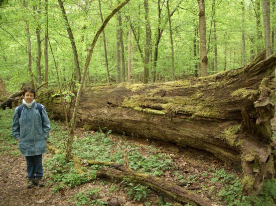 La forêt primaire  un arbre gigantesque 