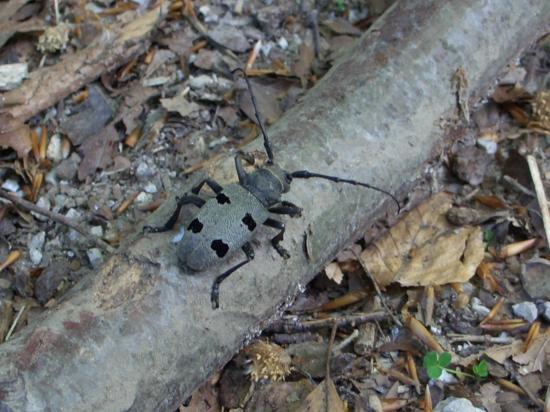 Coléoptères (Coleoptera) de la famille des longicornes