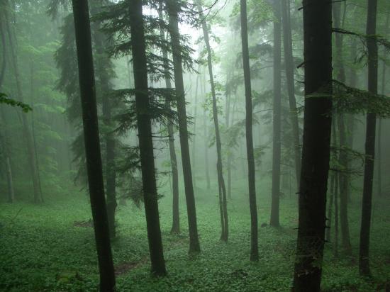 Ambiance , milieu à Ours Slovénie