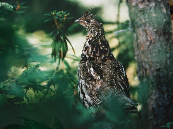 Gélinotte des bois (Tetrastes bonasia) septembre 2005 Soomaa