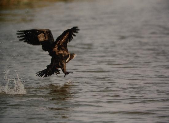 Grand Cormoran ( Phalacrocorax carbo )