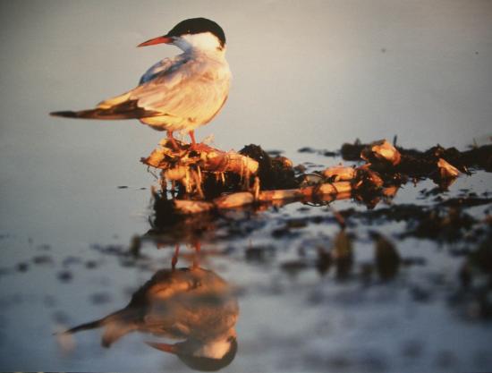 La Sterne pierregarin (Sterna hirundo)