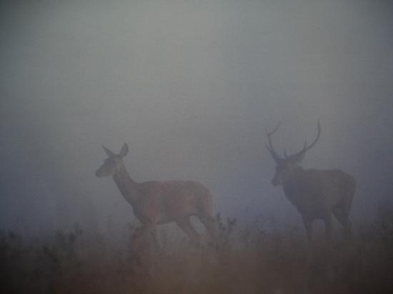 Le brâme commençe, cerf et biche (Cervus elaphus)