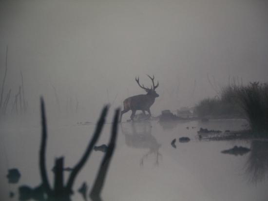 Le cerf (Cervus elaphus) en plein brâme