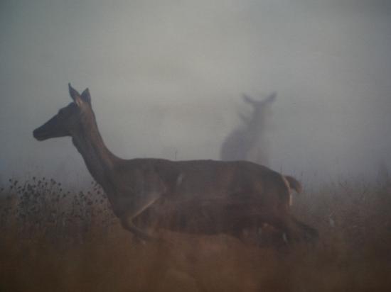 Harde de biches (Cervus elaphus)