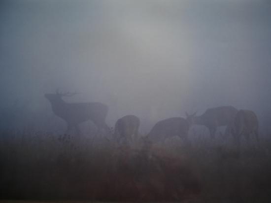 Cerf (Cervus elaphus) bramant