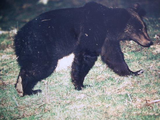 Ours brun (Ursus arctos) mâle