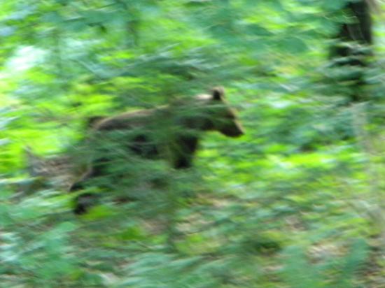 L' ours brun ( Ursus arctos ) apparition furtive...