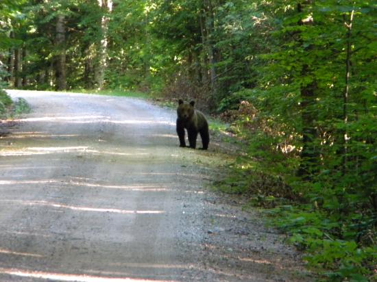 Ours brun (Ursus arctos) subadulte