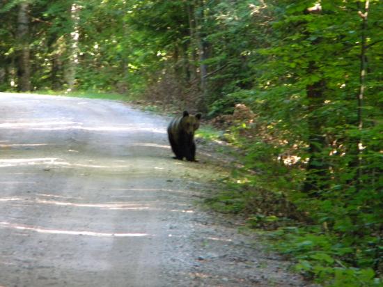 Ours brun (Ursus arctos) subadulte