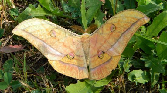 Papillon nocturne