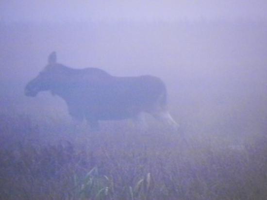 Femelle élan (Alces alces) au petit matin