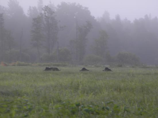 Sangliers (Sus scrofa) au petit matin Soomaa 2009