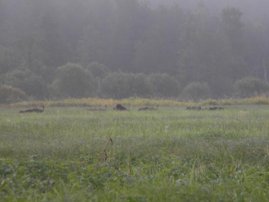 Sangliers (Sus scrofa) au petit matin