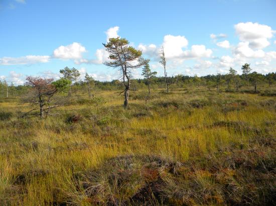 Pin sylvestre d'une trentaine d'années sur tourbière