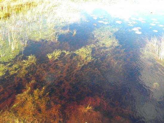 L'eaux noir mais limpide des lacs de tourbières